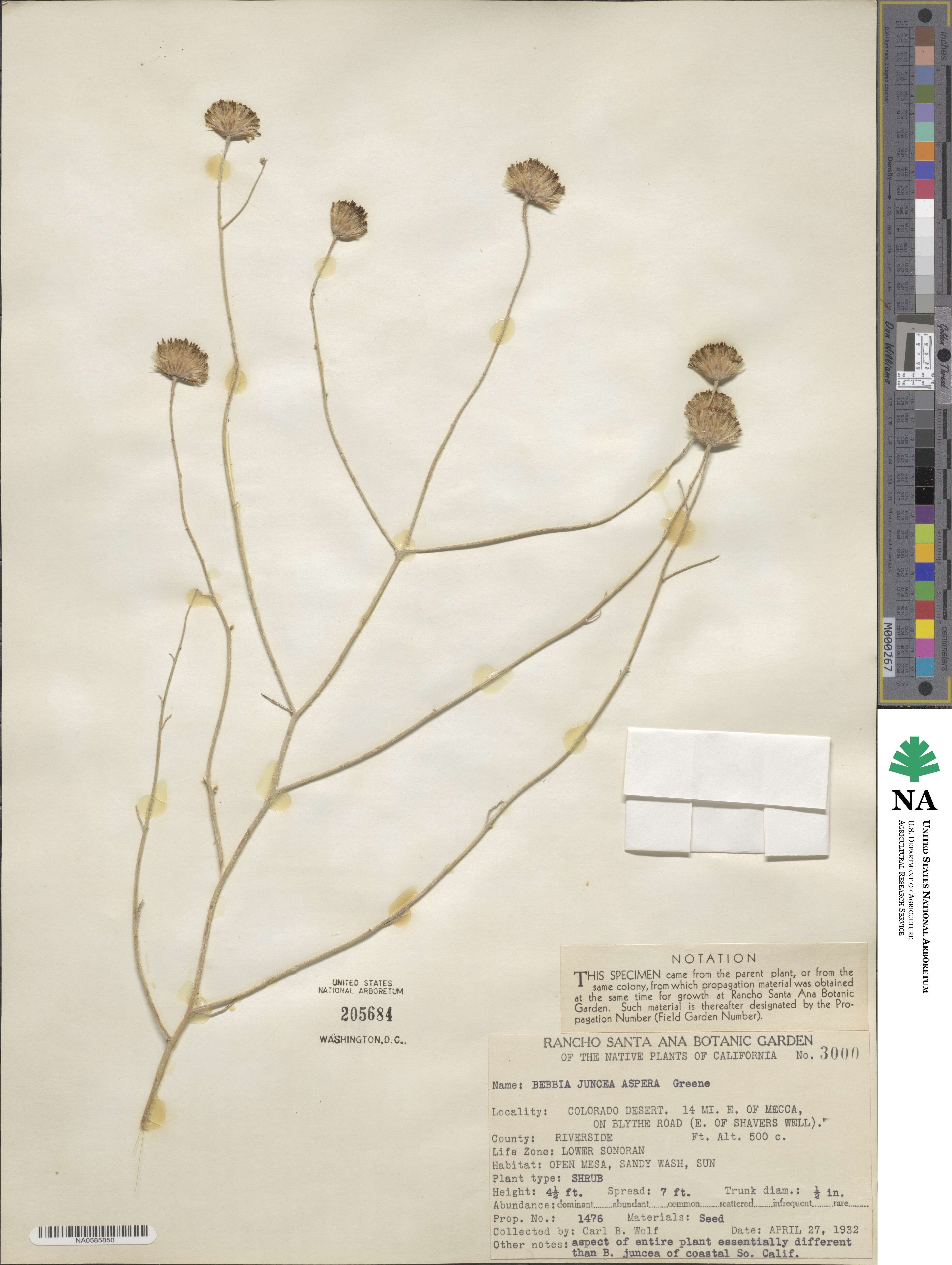 Bebbia juncea var. aspera image