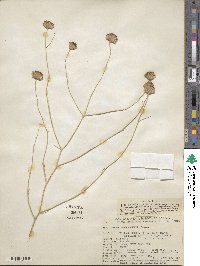 Bebbia juncea var. aspera image