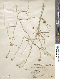 Bebbia juncea var. aspera image