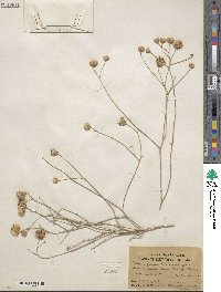 Bebbia juncea var. aspera image