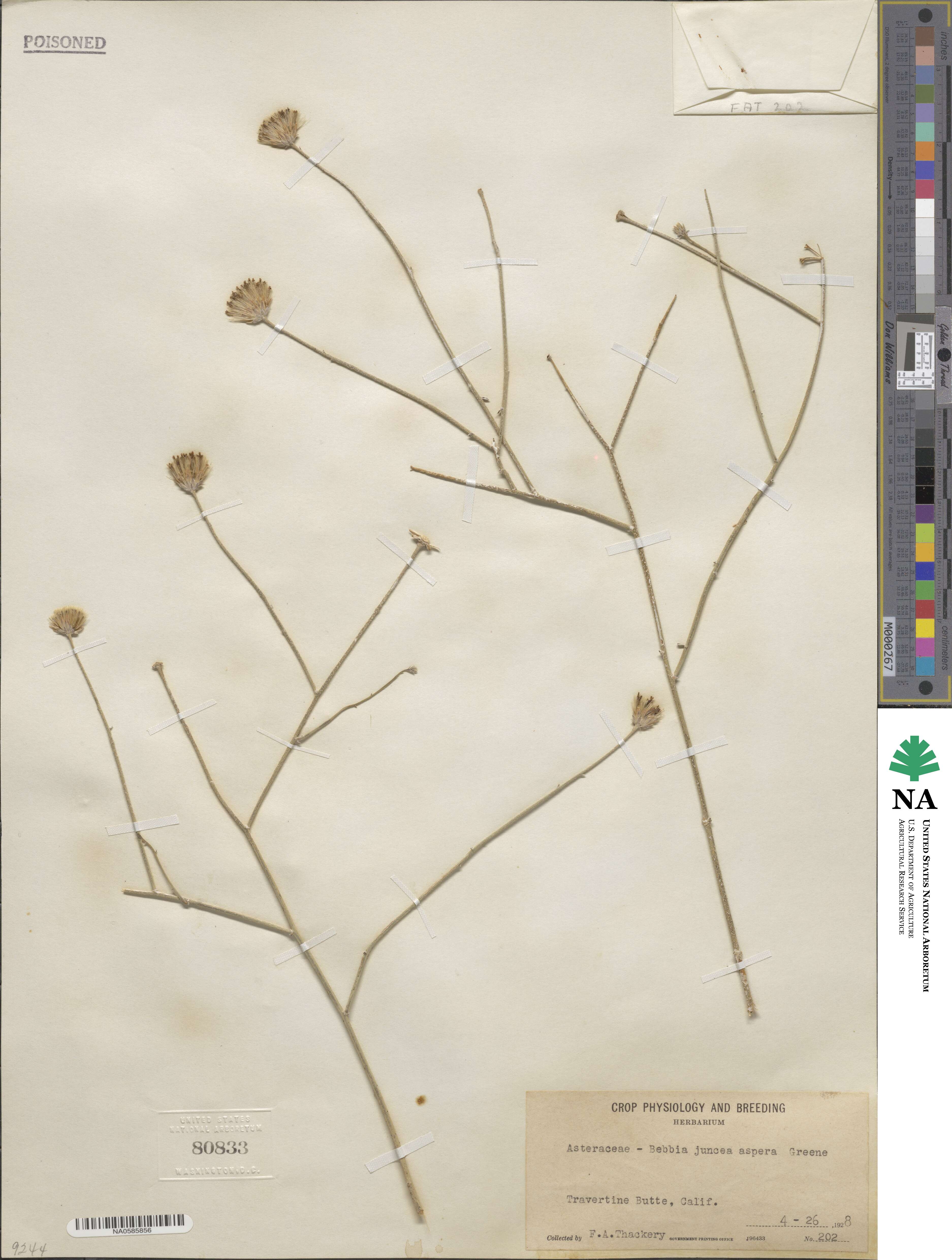 Bebbia juncea var. aspera image