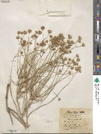 Bebbia juncea var. aspera image