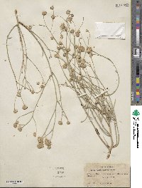 Bebbia juncea var. aspera image