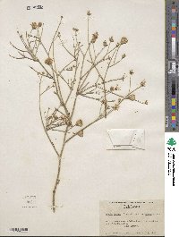 Bebbia juncea var. aspera image