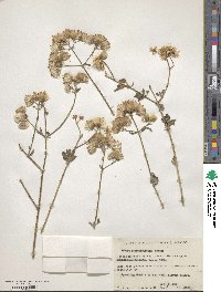 Bebbia juncea var. atriplicifolia image