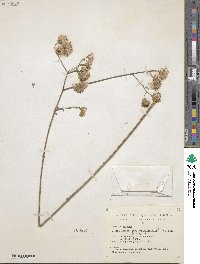 Bebbia juncea var. atriplicifolia image