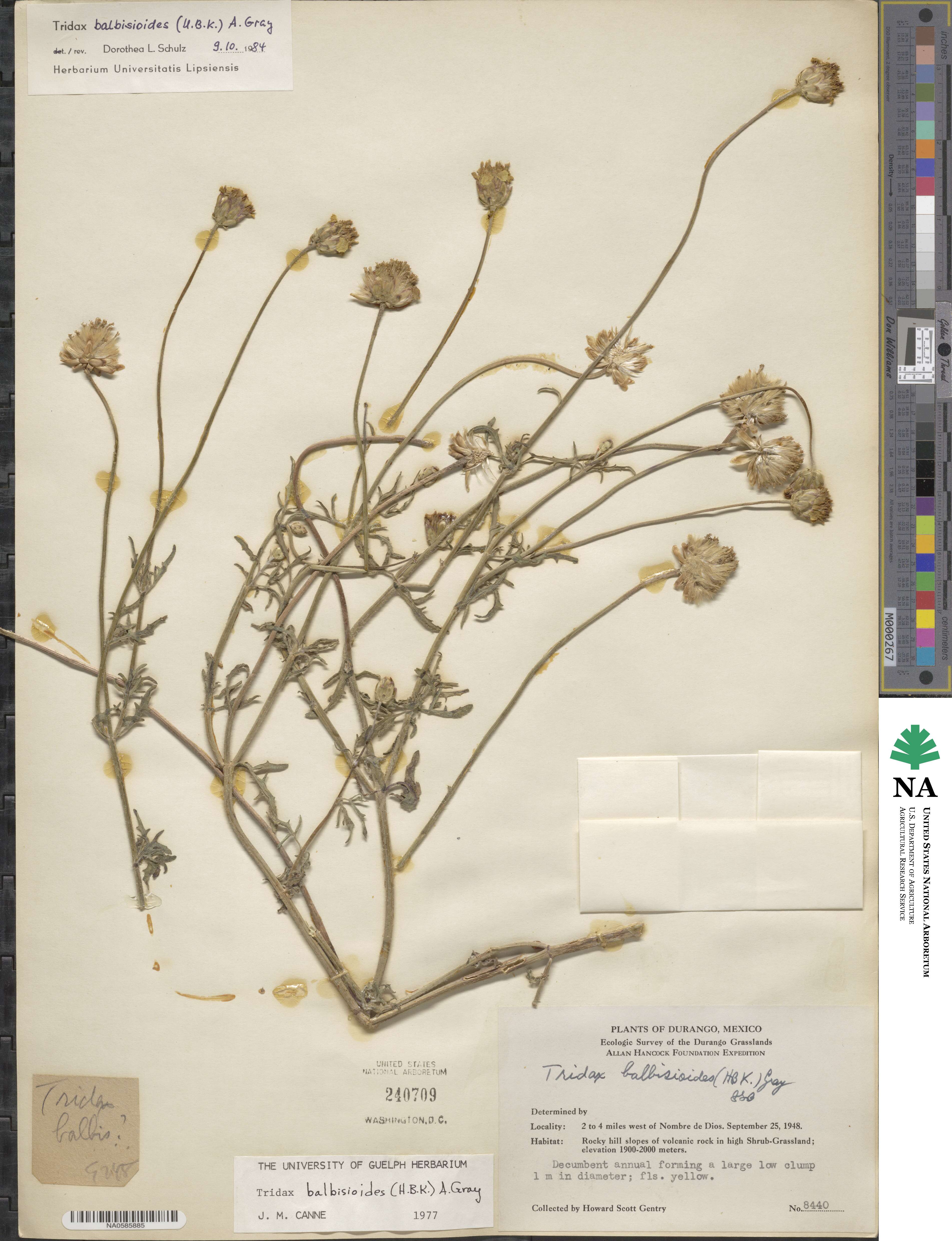 Tridax balbisioides image