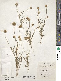 Tridax balbisioides image