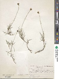 Tridax coronopifolia image