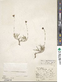 Tridax coronopifolia image