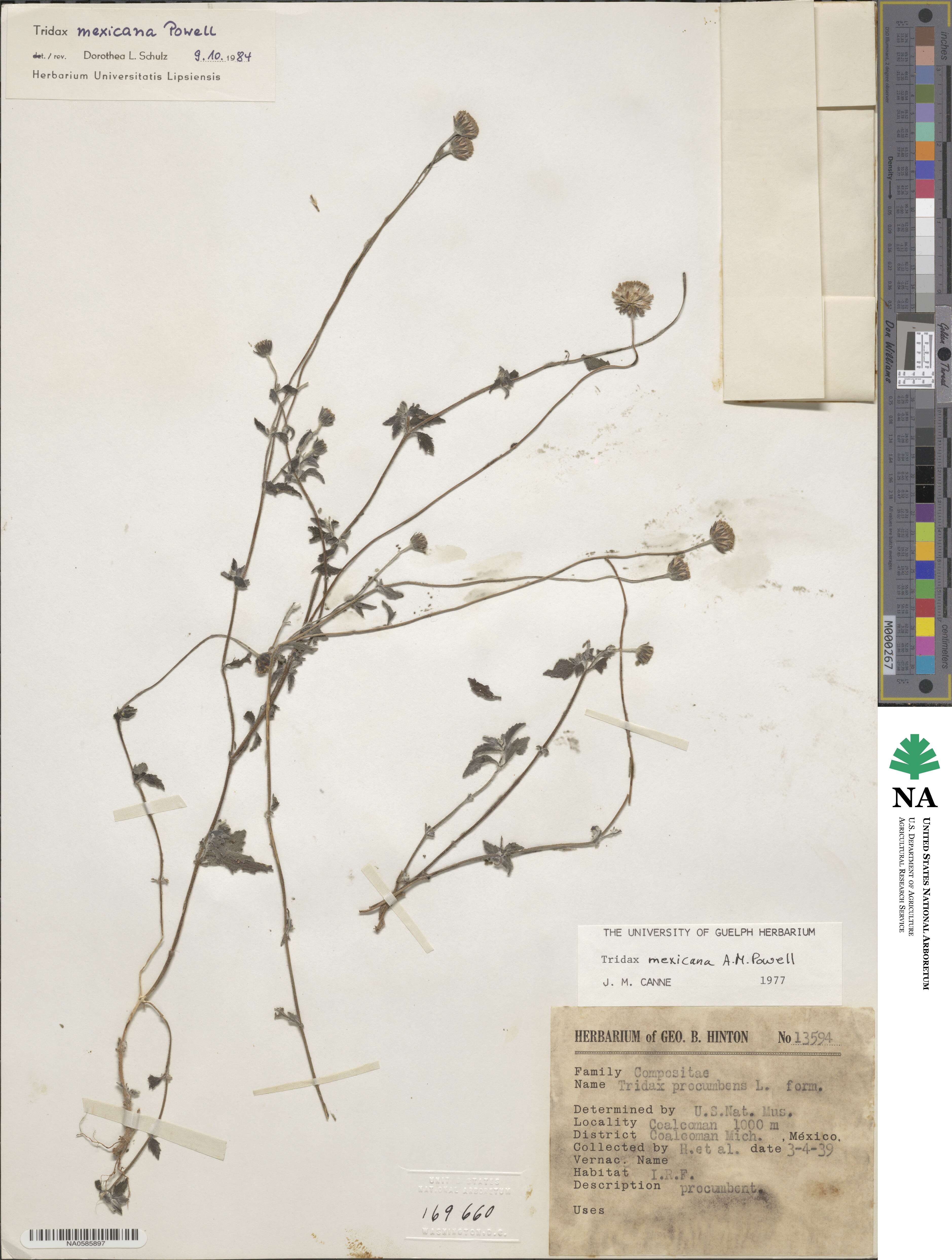 Tridax mexicana image