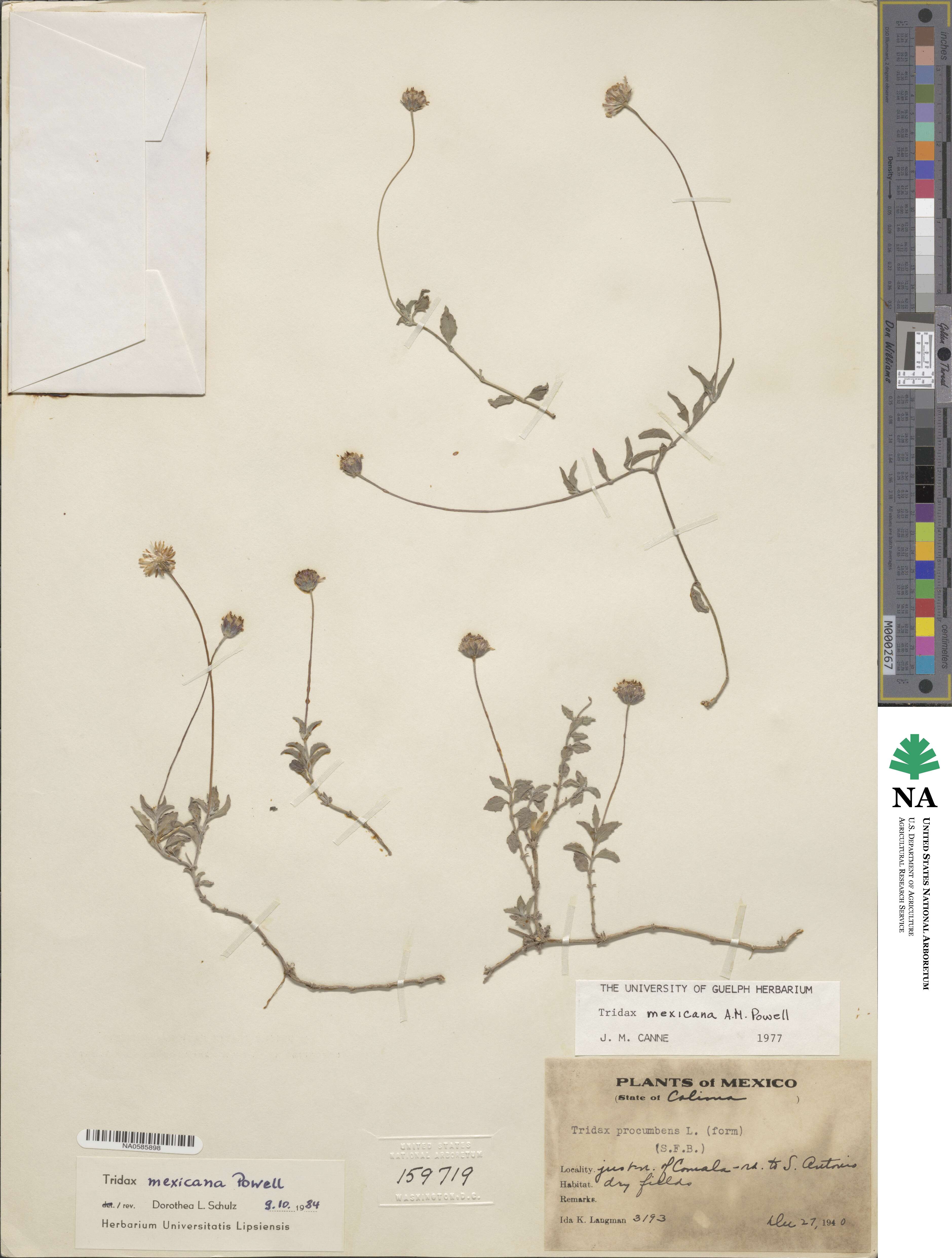 Tridax mexicana image