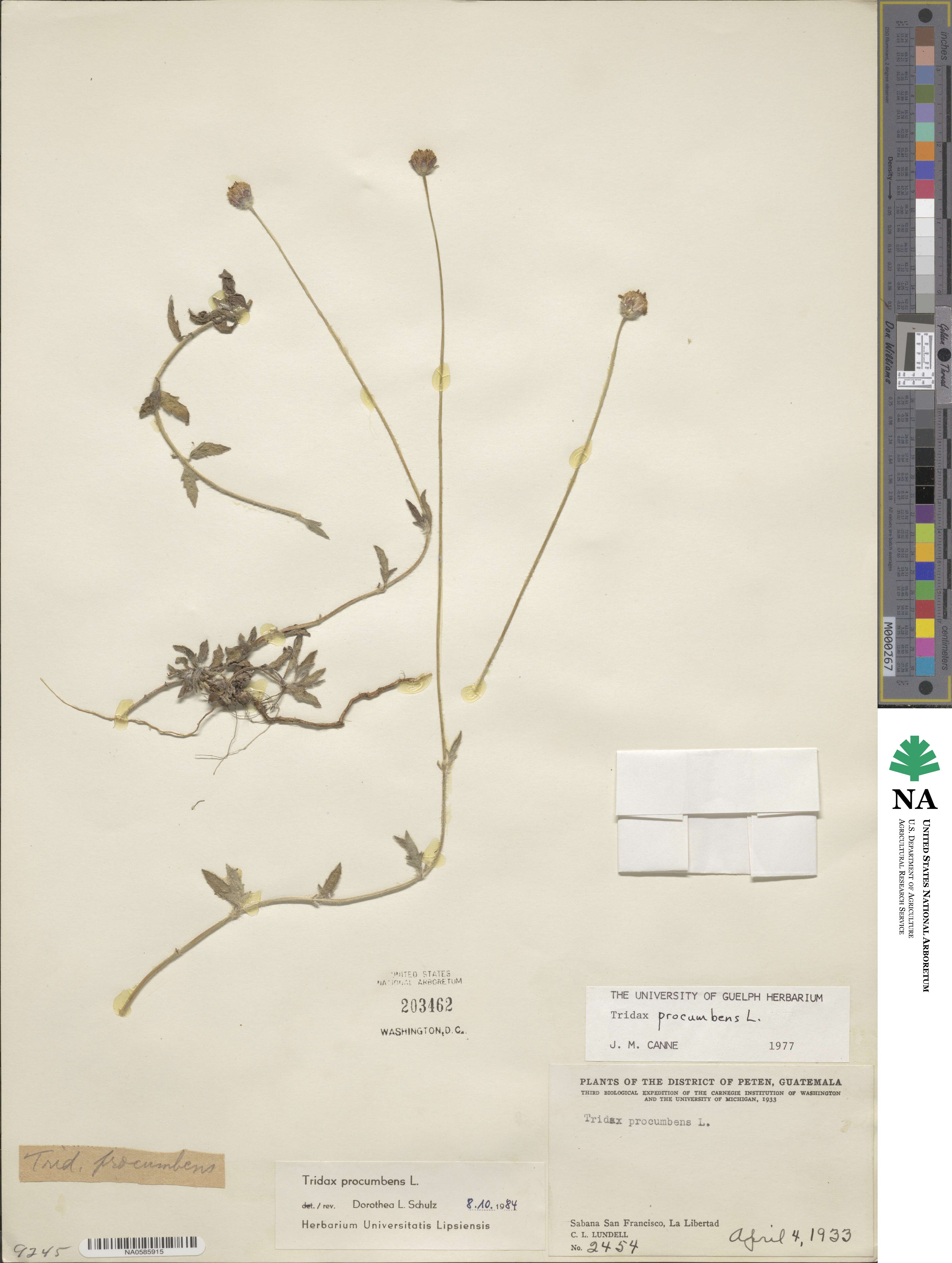 Tridax procumbens image