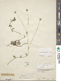 Tridax procumbens image