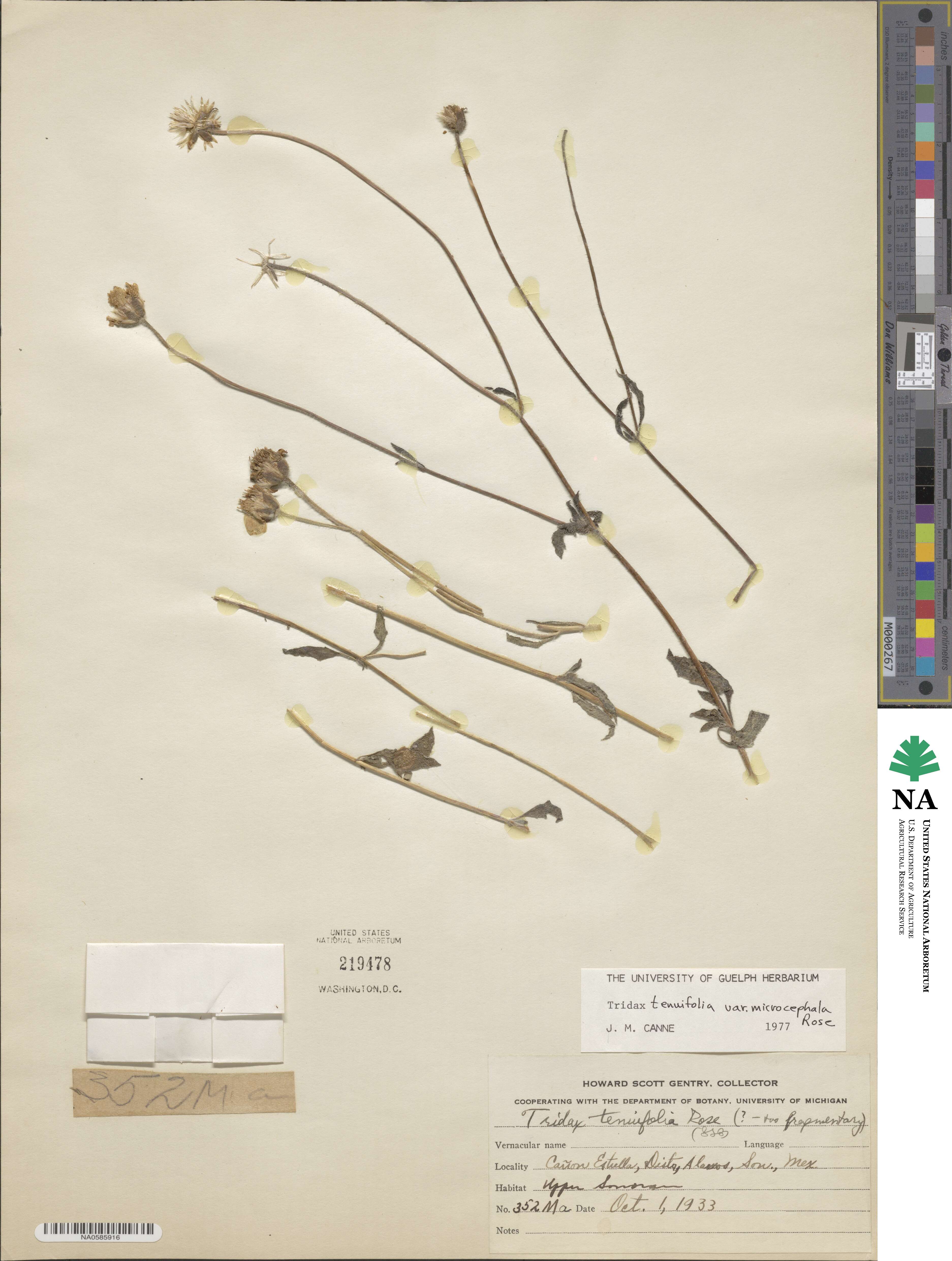 Tridax tenuifolia image