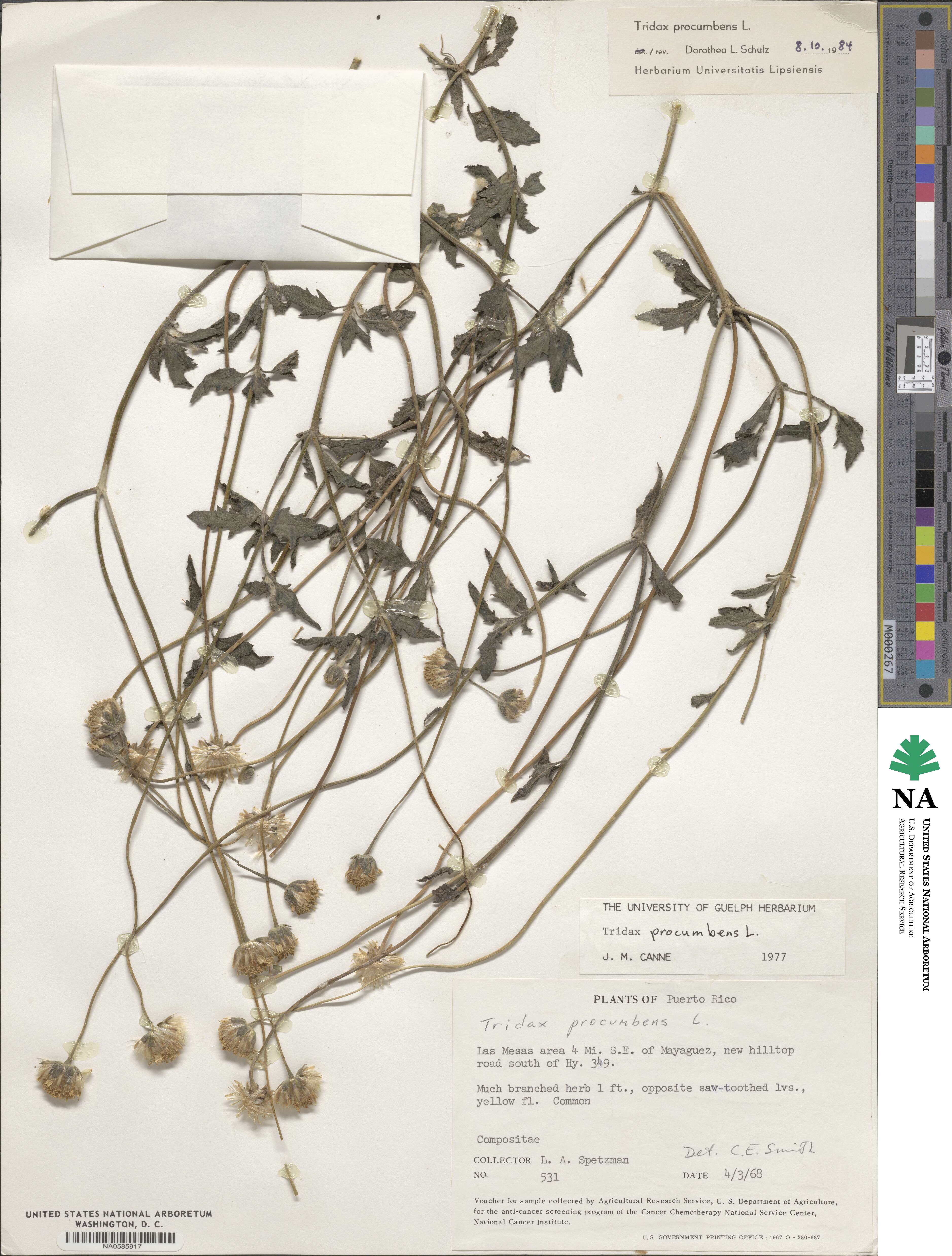 Tridax procumbens image