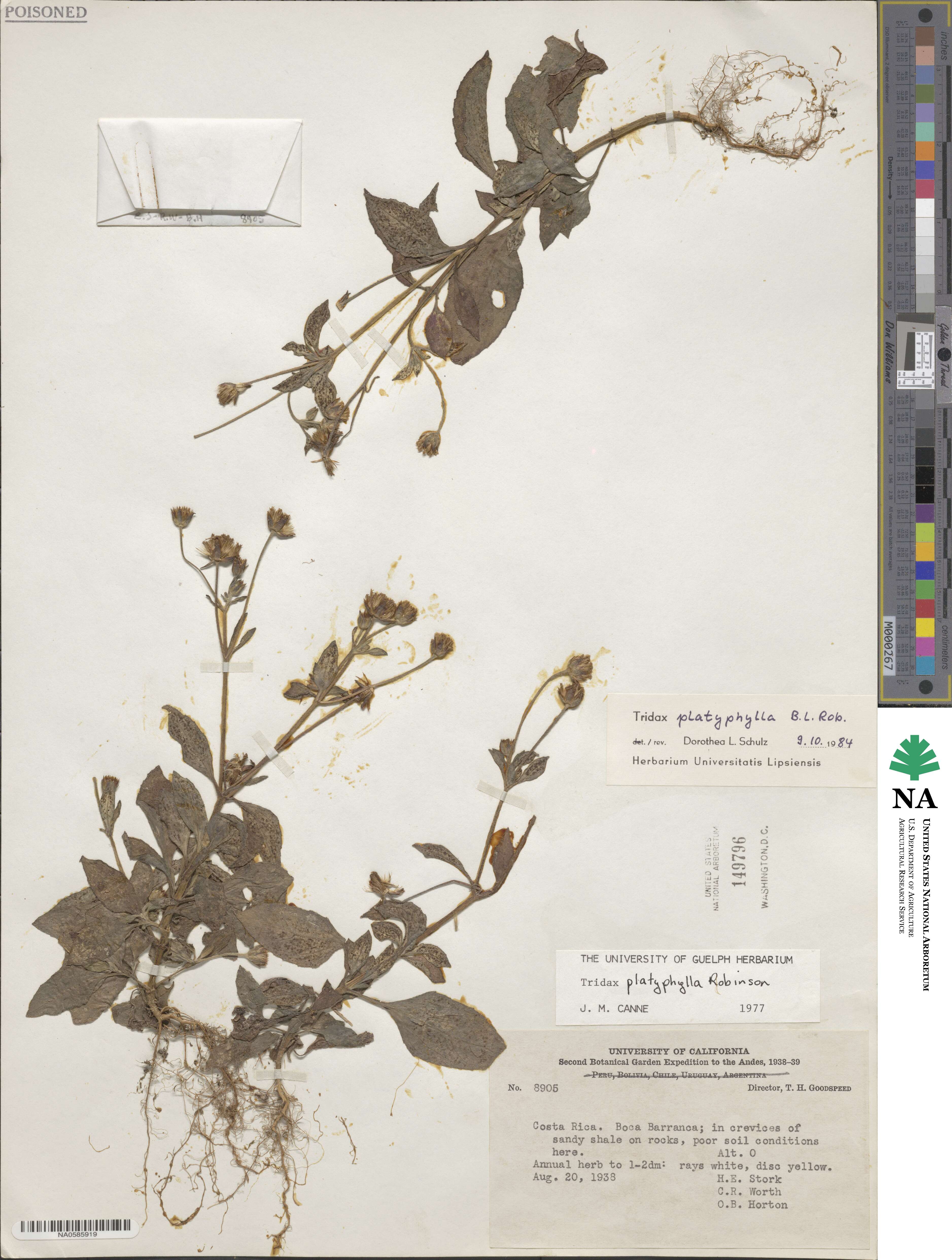 Tridax platyphylla image