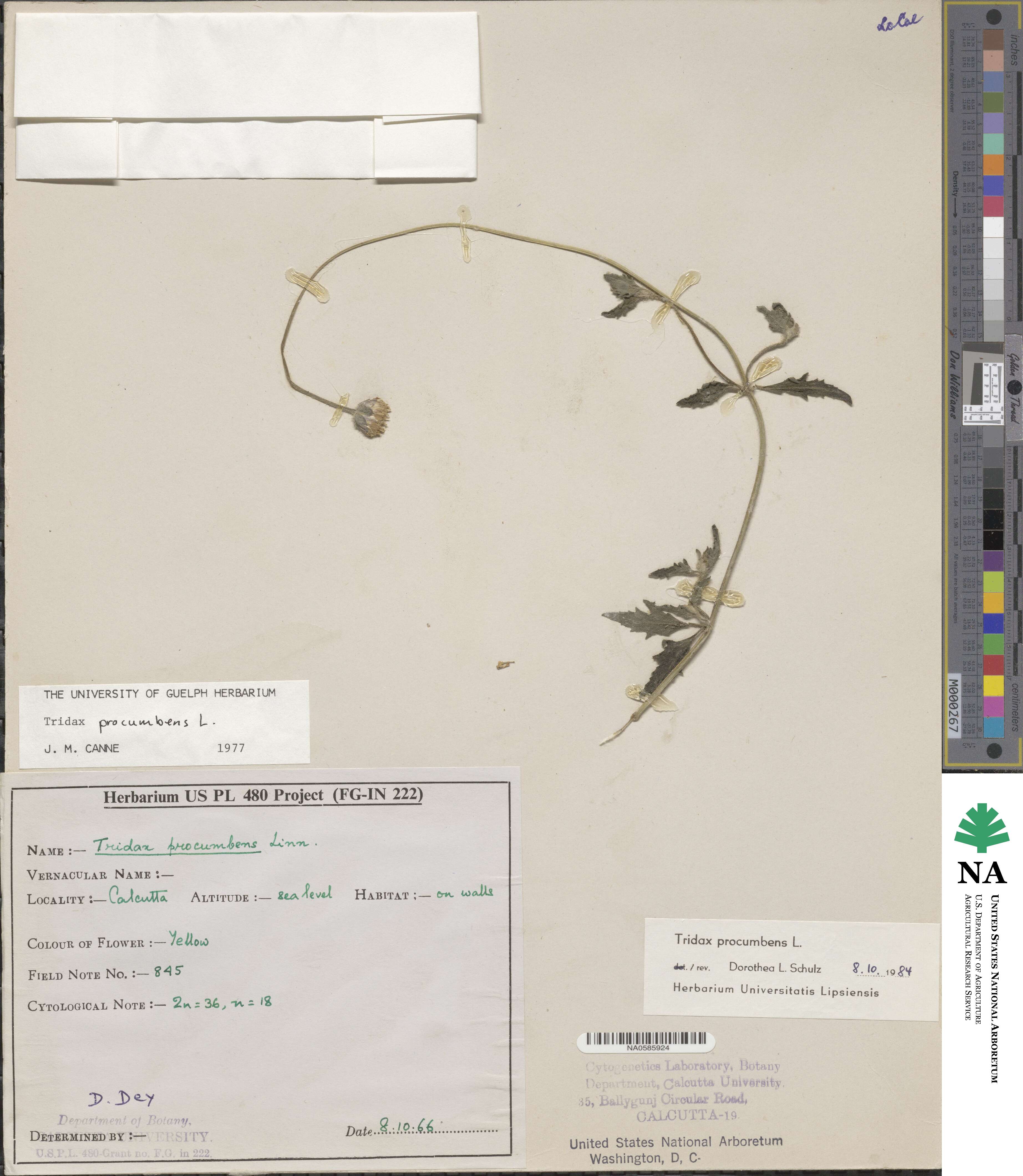 Tridax procumbens image