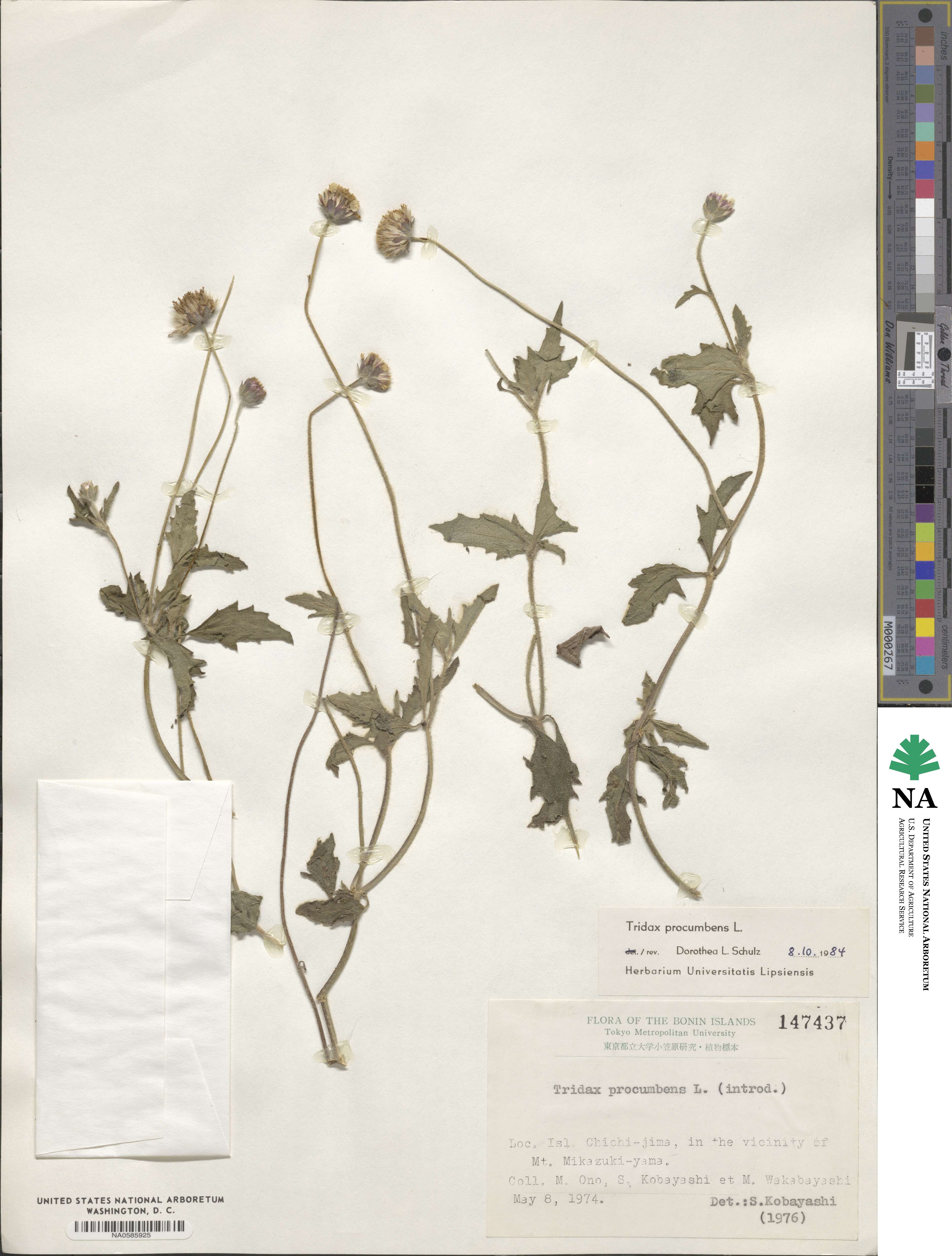 Tridax procumbens image