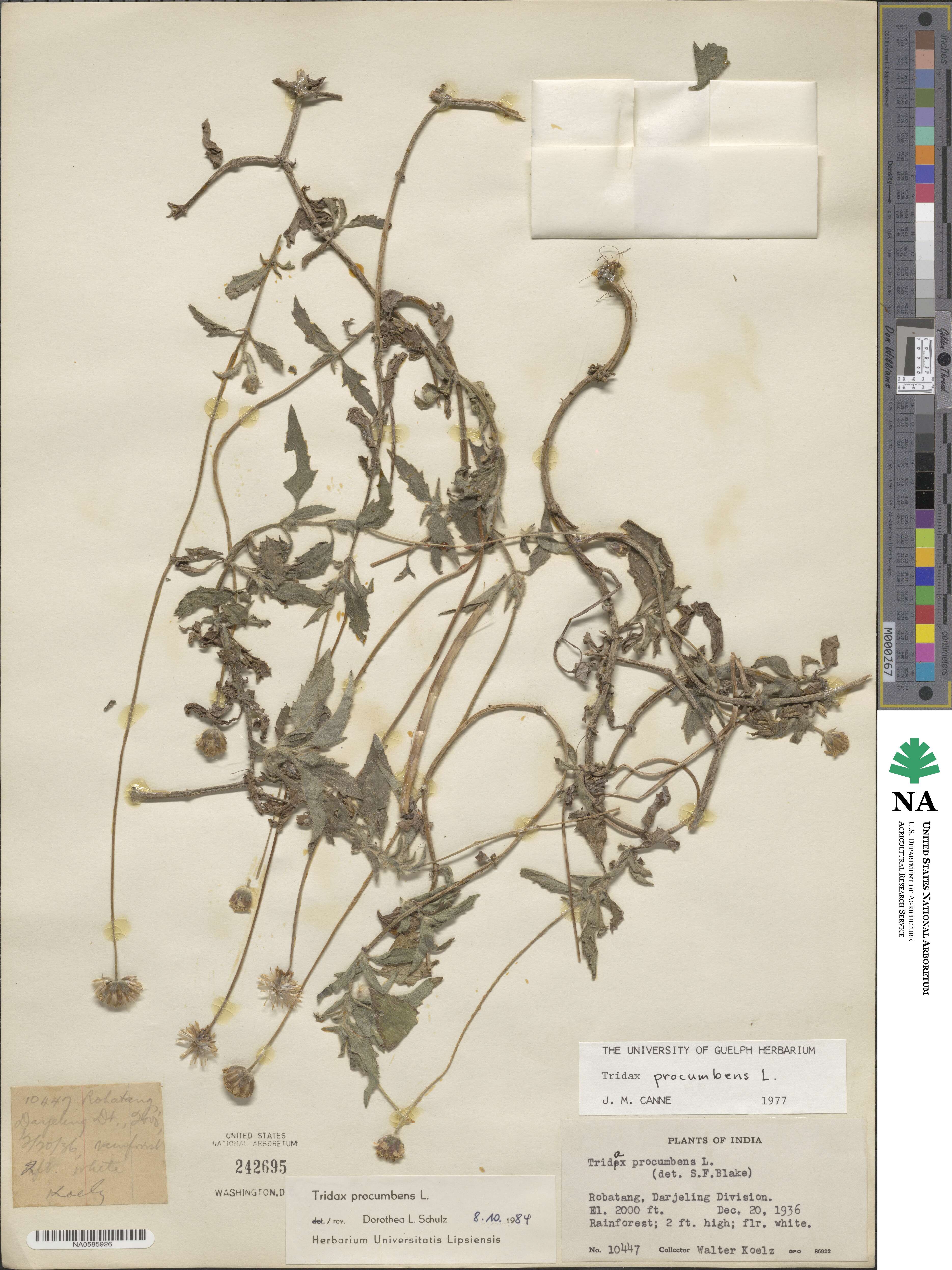 Tridax procumbens image