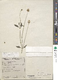 Tridax procumbens image