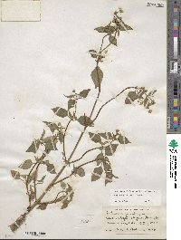 Galinsoga parviflora image