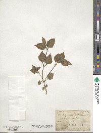 Galinsoga parviflora image