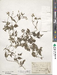 Galinsoga parviflora image