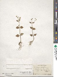 Galinsoga parviflora image