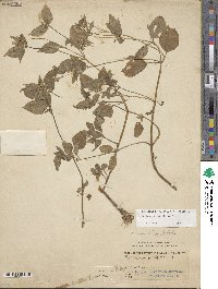 Galinsoga parviflora image