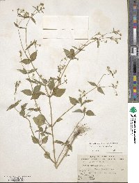 Galinsoga parviflora image