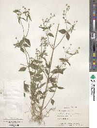 Galinsoga parviflora image