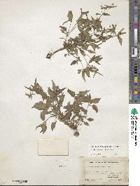 Galinsoga parviflora image