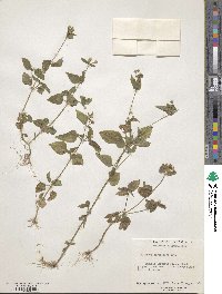 Galinsoga parviflora image