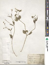 Galinsoga parviflora image