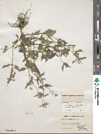 Galinsoga parviflora image