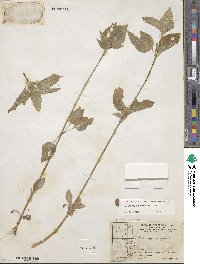 Galinsoga parviflora image