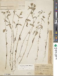 Galinsoga parviflora image