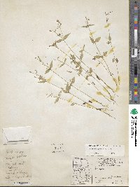 Galinsoga parviflora image