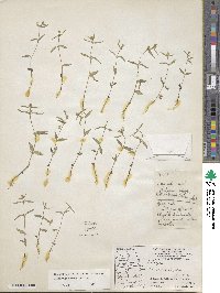 Galinsoga parviflora image