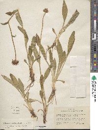 Marshallia grandiflora image