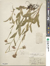 Marshallia grandiflora image