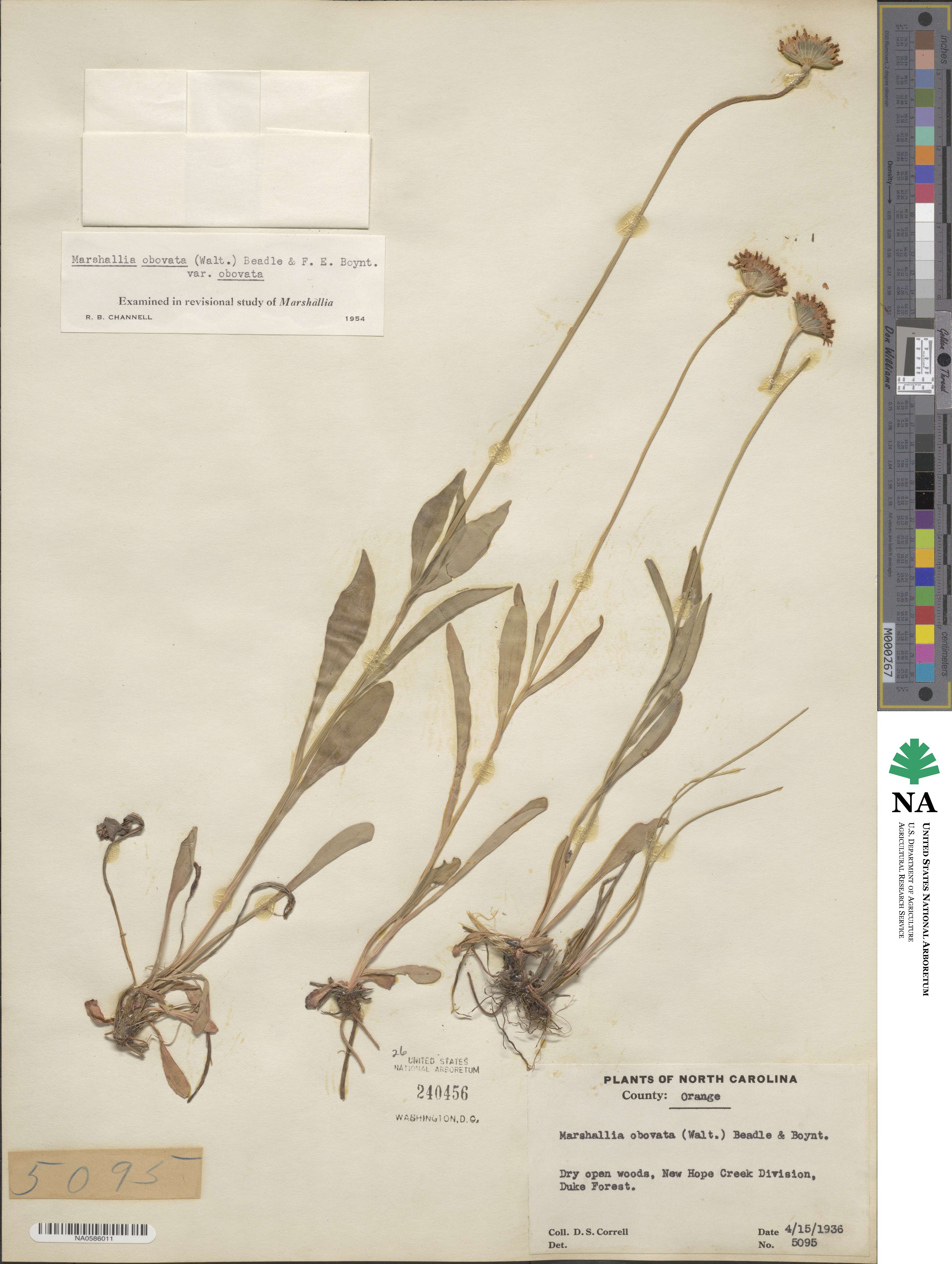 Marshallia obovata image