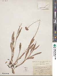 Marshallia obovata image