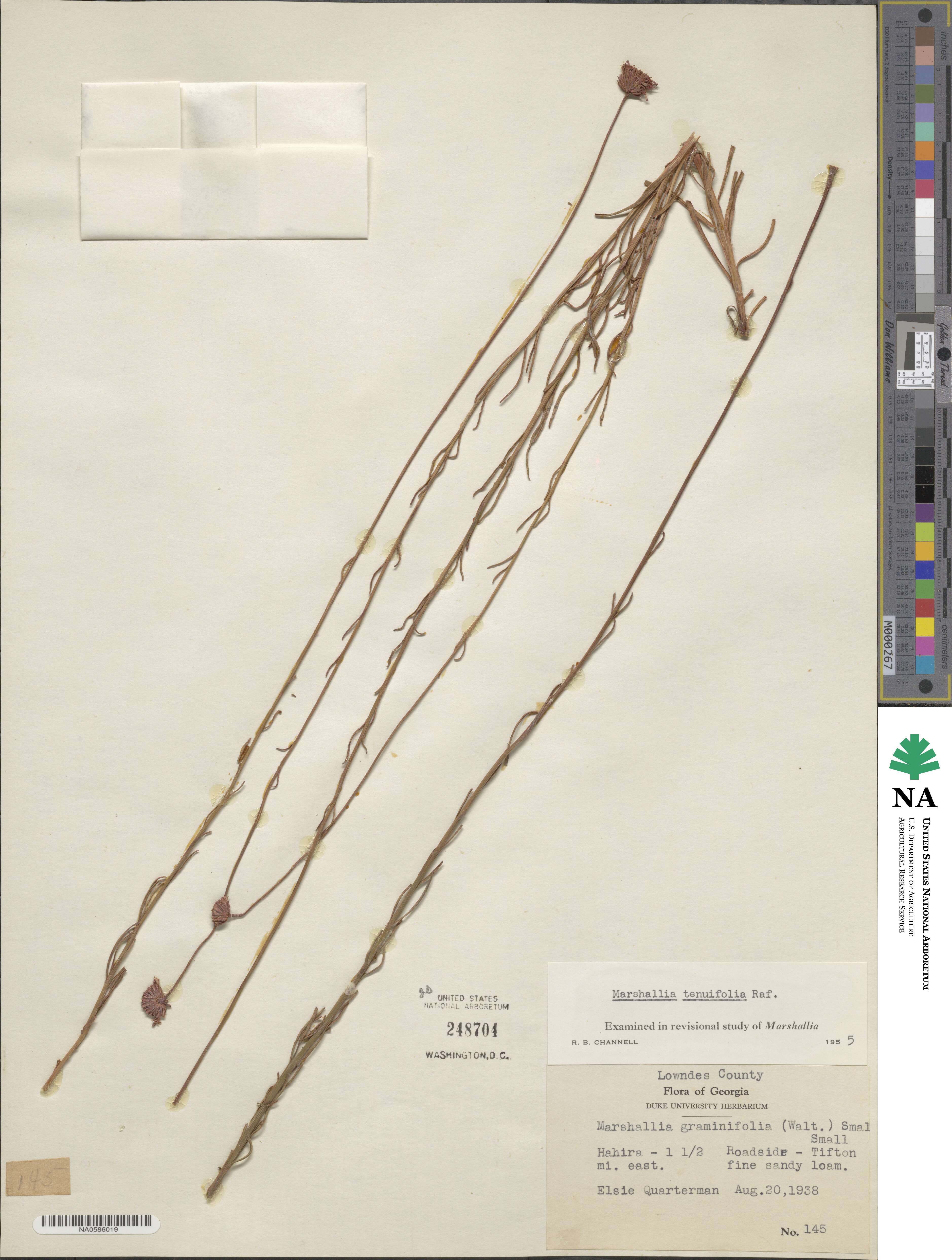Marshallia graminifolia image