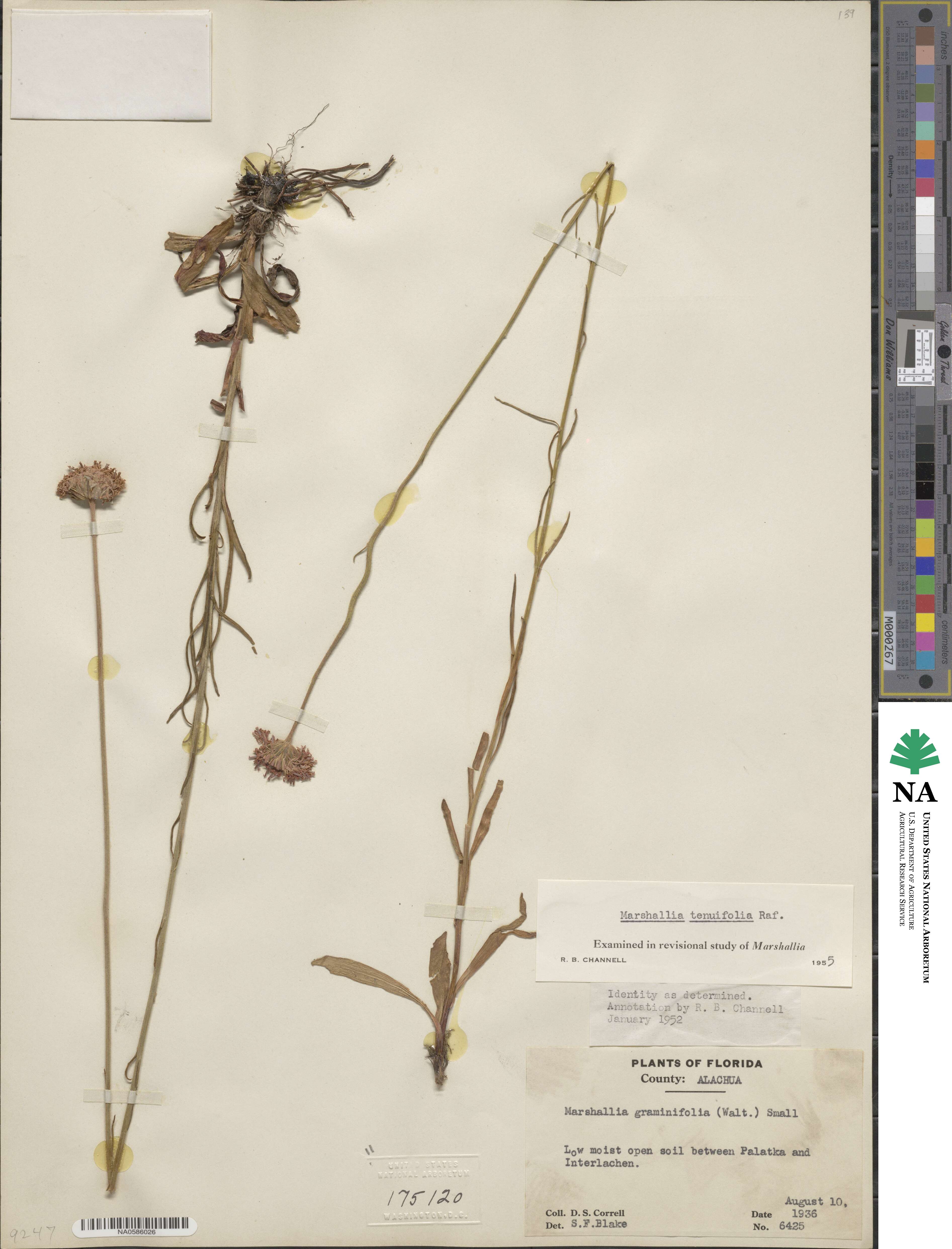 Marshallia graminifolia subsp. tenuifolia image
