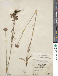 Marshallia graminifolia subsp. tenuifolia image