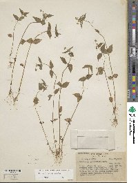 Galinsoga parviflora image