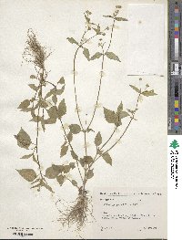 Galinsoga parviflora image