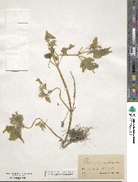 Galinsoga parviflora image